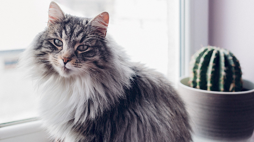 Tips for creating an allergy-free home