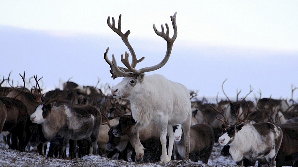 Экскурсия на снегоходах в ненецкое стойбище "Один день из жизни оленеводов"