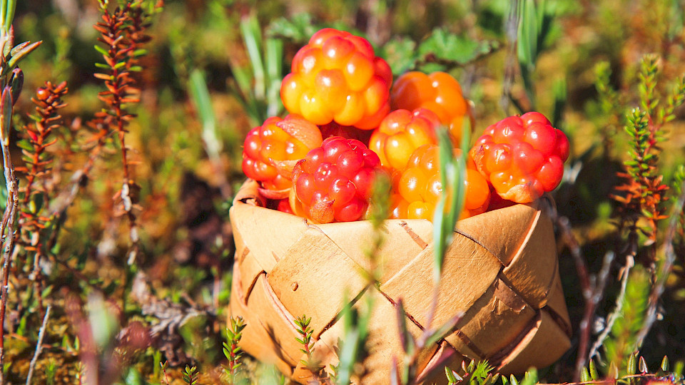 Архангельск - здесь начинается Арктика