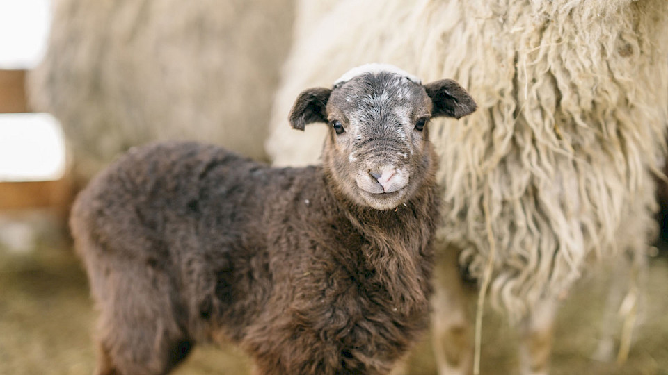 Билет взрослый/детский от 3-х лет (выходной день)