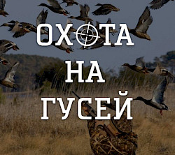 Организация охоты на гусей