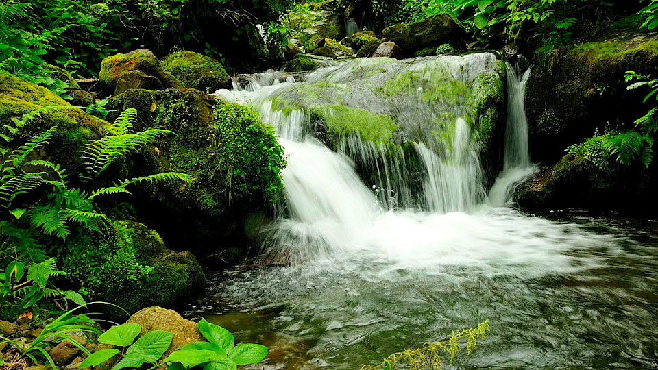 One-Day guided tour | Mtirala National Park