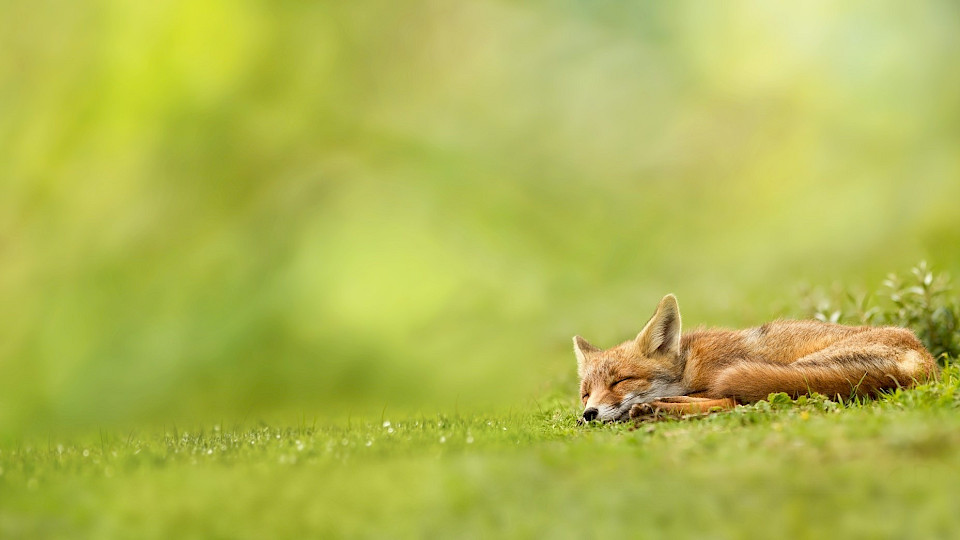 UMA KUUP Guest apartment